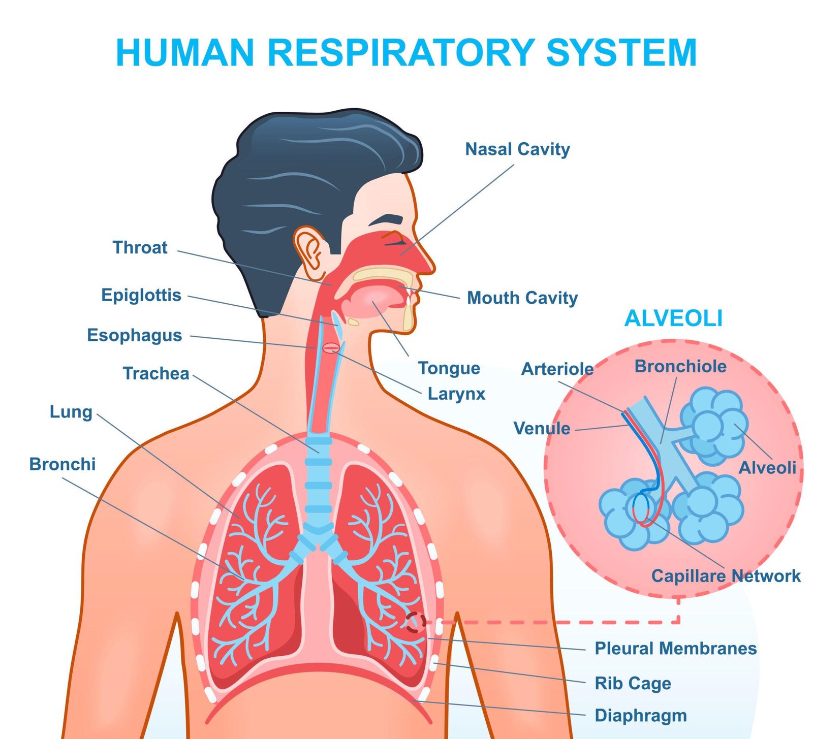 Respiratory System