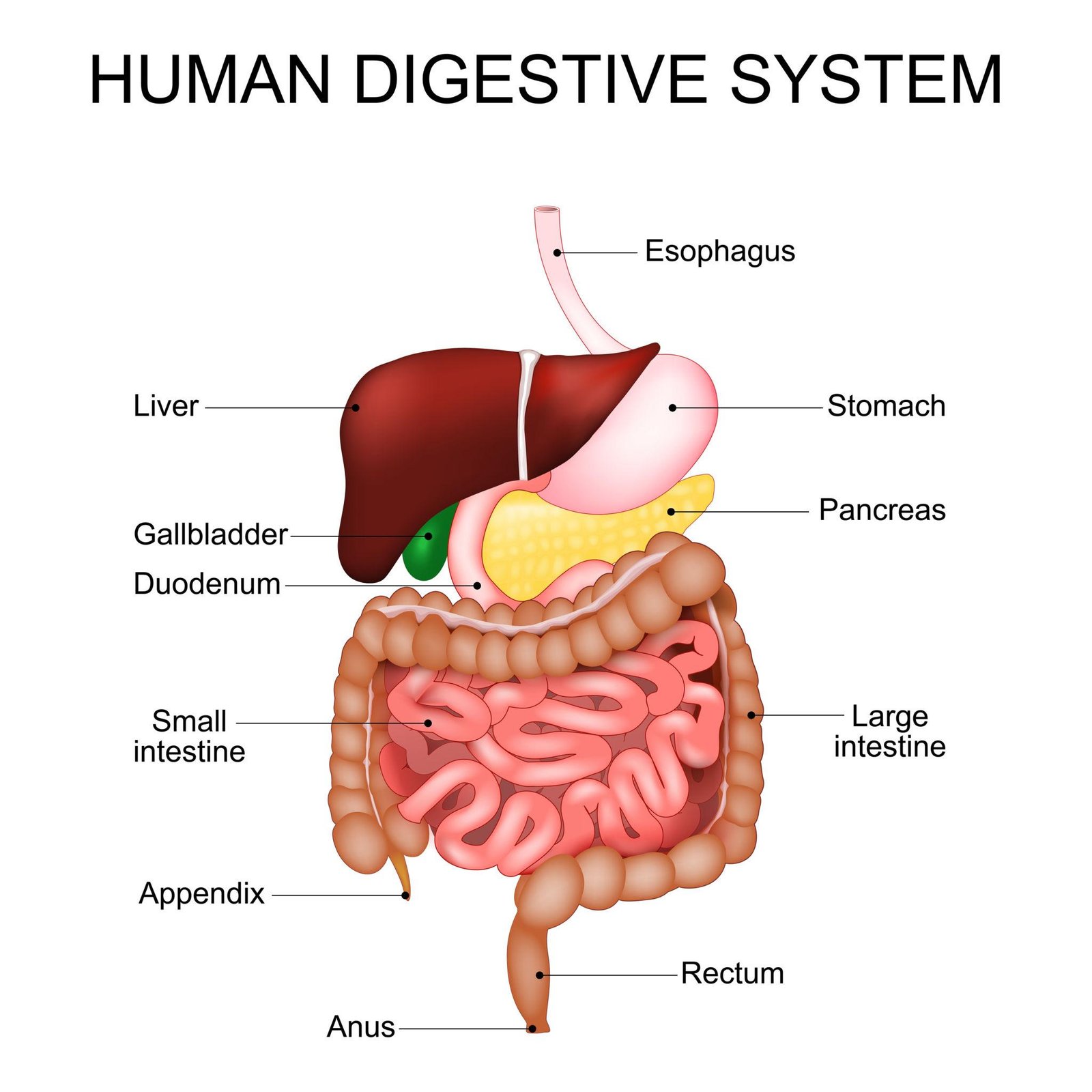 Digestive (Gastrointestinal) System