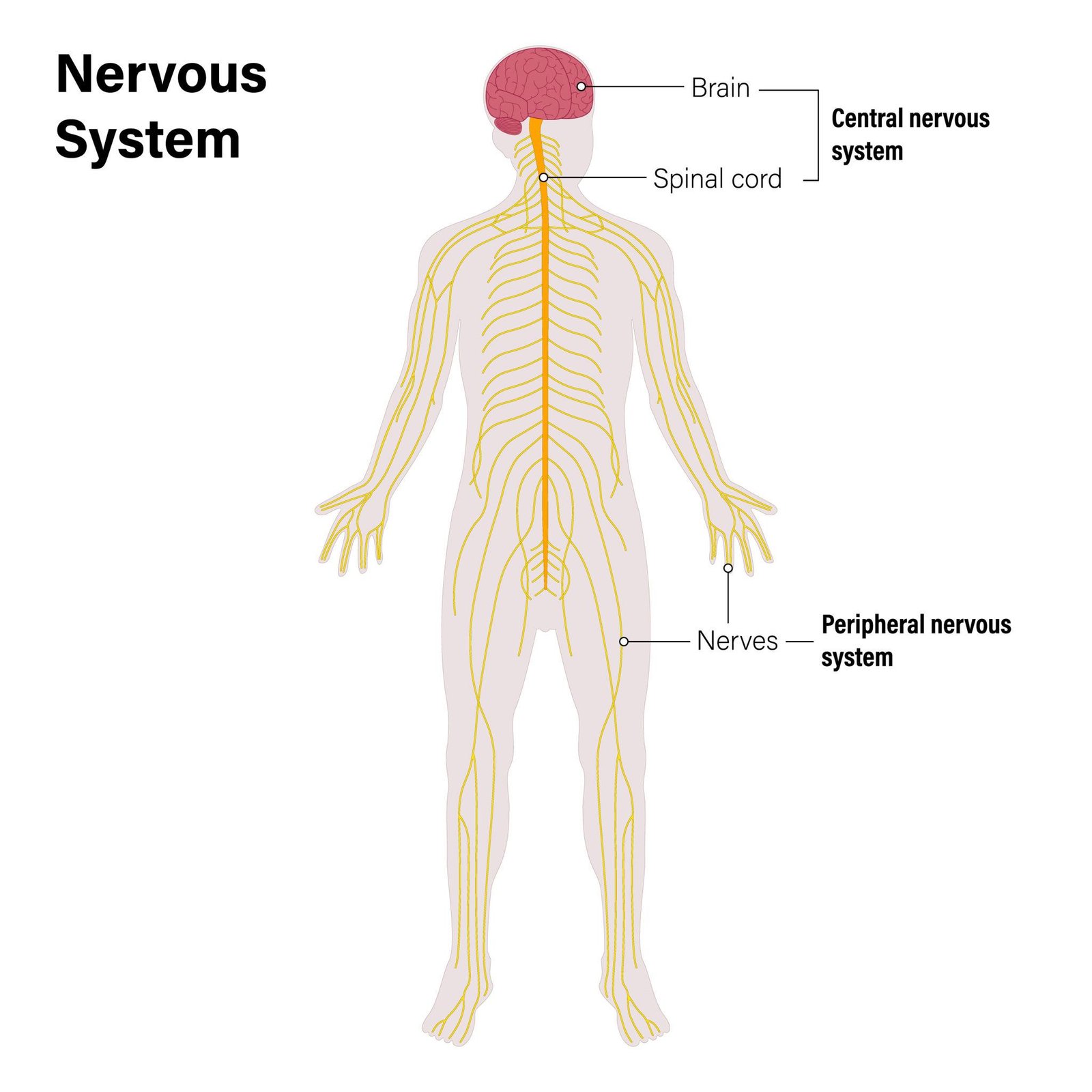 Nervous System