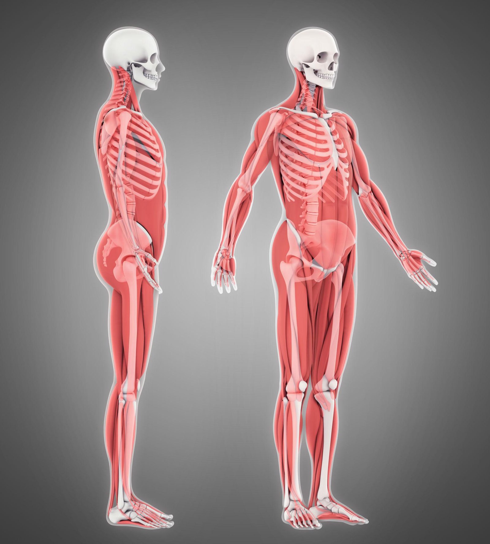 Musculoskeletal (Skeletal & Muscular) System