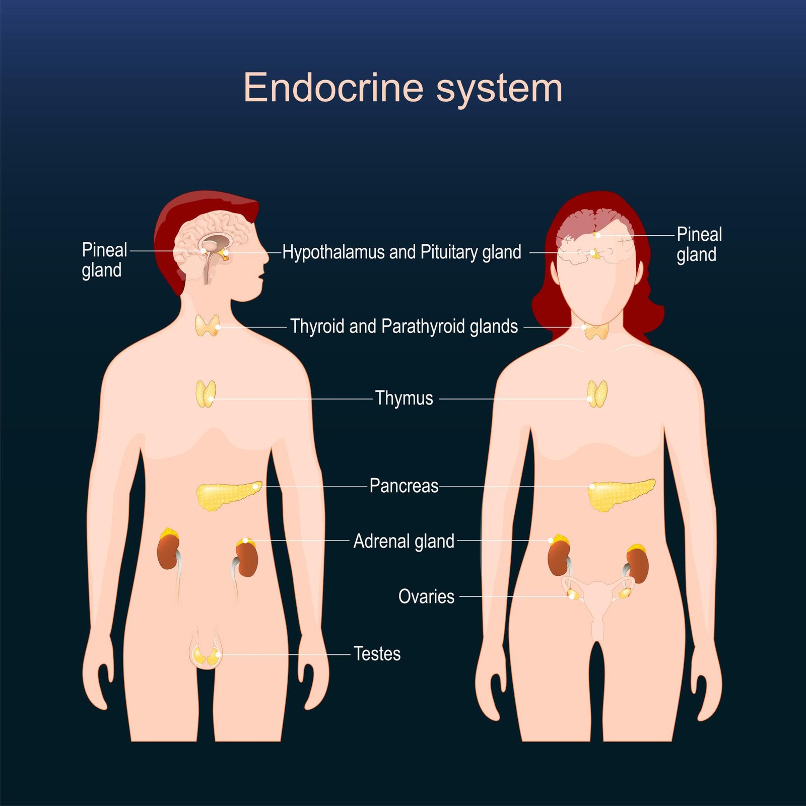 Endocrine System