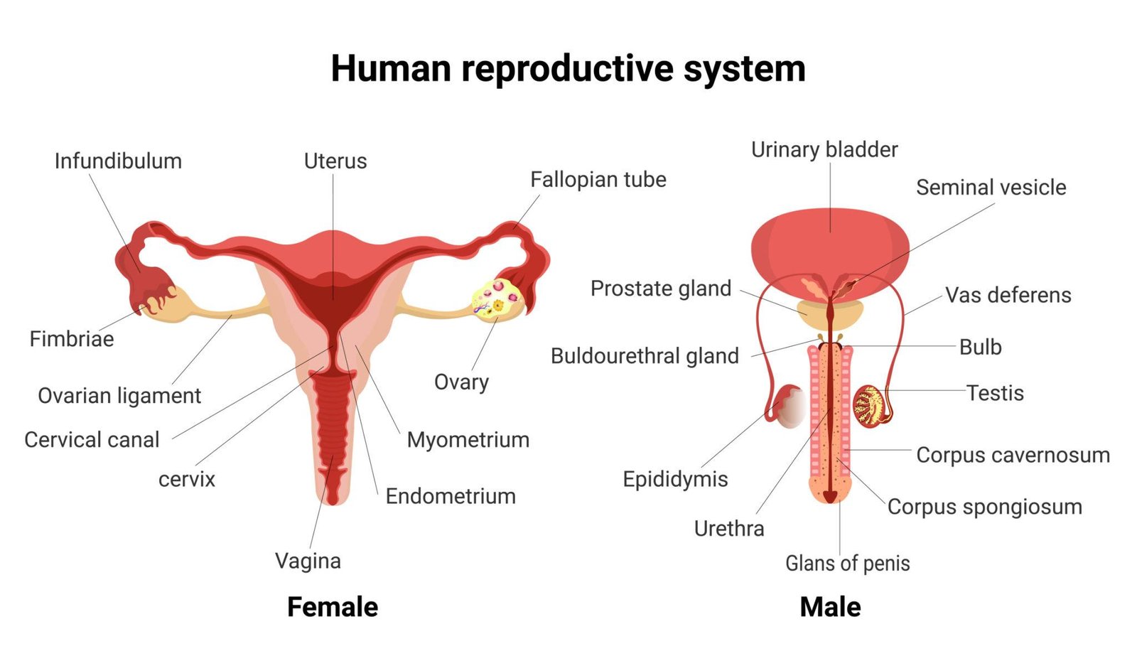 Reproductive System