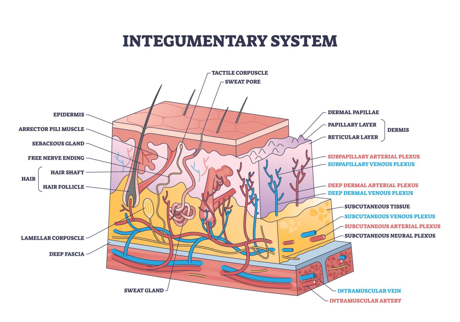 Integumentary System