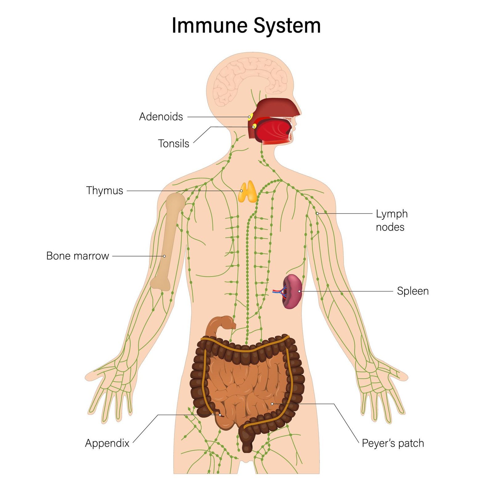 Immune System
