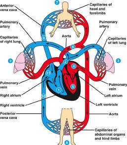 Essential hypertension