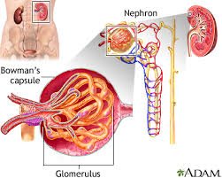 Nephritic Syndrome